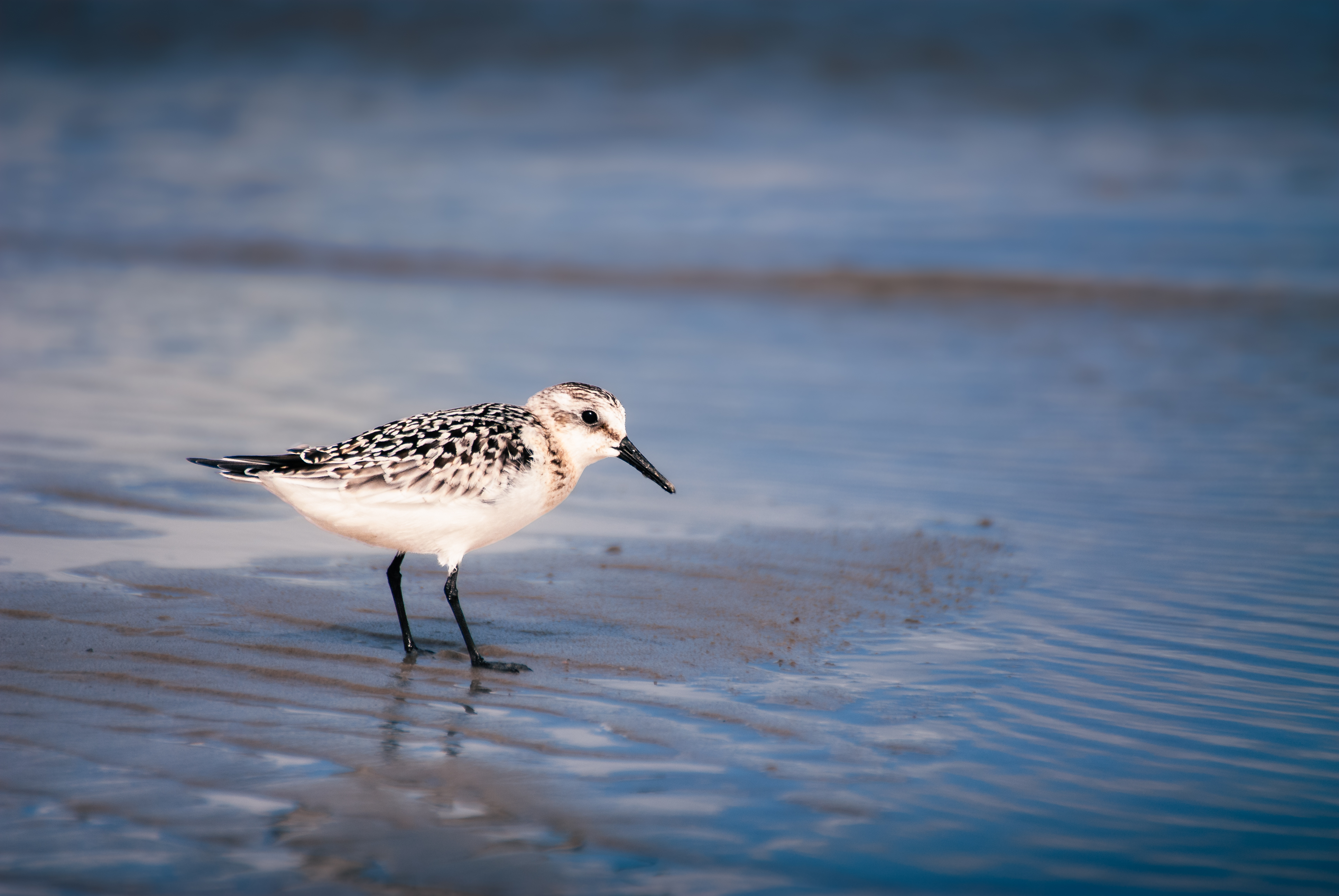 Urlaub Sylt   03085